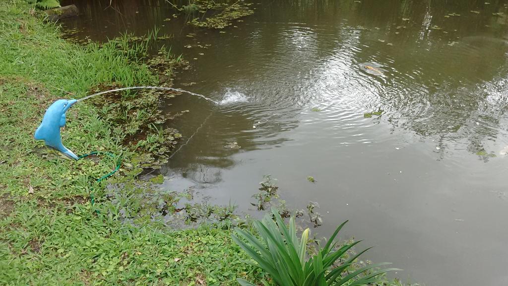 Sitio E Pousada Recanto Dos Ipes 特雷索波利斯 外观 照片